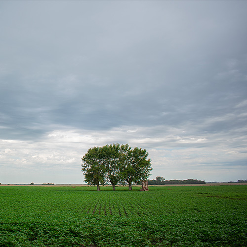 Foto de un campo grande, verde, con tres árboles en el medio y el cielo nublado